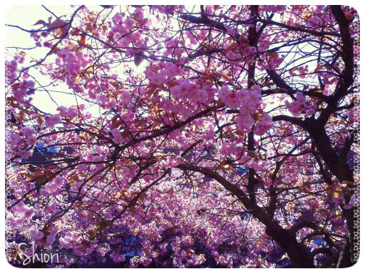 Sakura in Newcastle